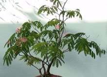 پرورش درخت بونسای گل ابریشم