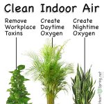 هوای تمیز با گیاهان
