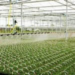 فناوری جدید آبیاری خودکار در پرورش گیاهان