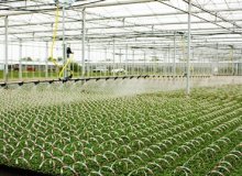 فناوری جدید آبیاری خودکار در پرورش گیاهان