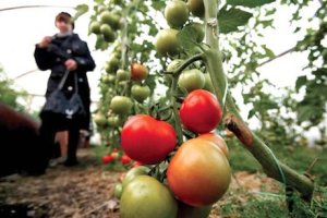 صادرات گوجه فرنگی اوکراین