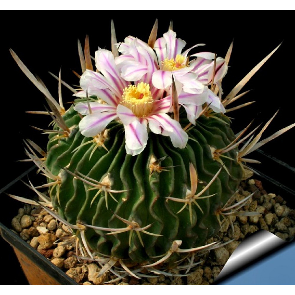 بذر اکینوفوسولو کاکتوس آنفراکتوسوس بذر اکینوفوسولو کاکتوس آنفراکتوسوس