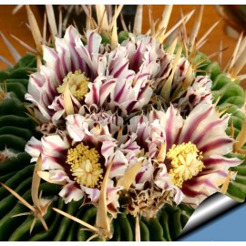 بذر اکینوفوسولو کاکتوس آنفراکتوسوس بذر اکینوفوسولو کاکتوس آنفراکتوسوس