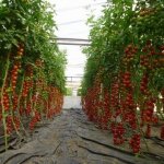 بزرگترین تامین کننده گوجه فرنگی در کشورهای اتحادیه اروپا