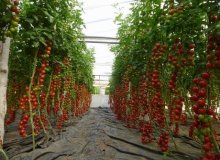 بزرگترین تامین کننده گوجه فرنگی در کشورهای اتحادیه اروپا