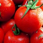 تولید گوجه فرنگی در فلوریدا با وجود تغییرات آب و هوایی