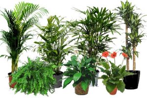 پاک کردن هوای خانه با استفاده از گیاهان