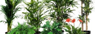 پاک کردن هوای خانه با استفاده از گیاهان