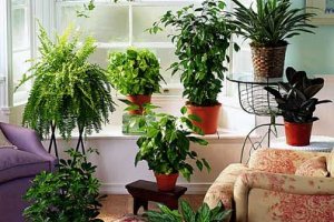 از بین بردن آلاینده های هوا با استفاده از گیاهان