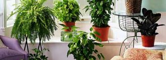 از بین بردن آلاینده های هوا با استفاده از گیاهان