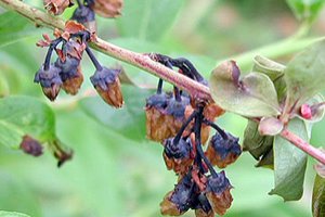 بیماری سوختگی ساقه در بلوبری