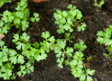 چگونگی انتخاب خاک مناسب برای کاشت گیاه