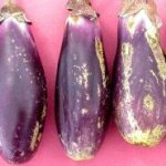 بیماری ها و آفات بادمجان