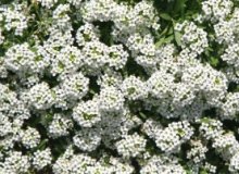 کاشت گل عسل(Alyssum)