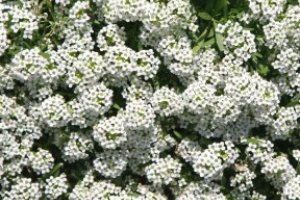 کاشت گل عسل(Alyssum)