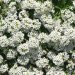 کاشت گل عسل(Alyssum)