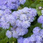 چگونگی کاشت گل ابری(Ageratum)