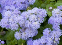 چگونگی کاشت گل ابری(Ageratum)