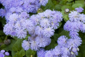 چگونگی کاشت گل ابری(Ageratum)