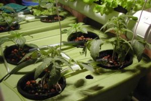 کاشت توت فرنگی به روش هیدروپونیک