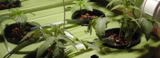 کاشت توت فرنگی به روش هیدروپونیک