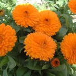 چگونگی کاشت گل همیشه بهار(calendula)