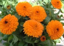 چگونگی کاشت گل همیشه بهار(calendula)