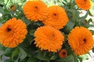 چگونگی کاشت گل همیشه بهار(calendula)