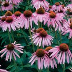 کاشت سرخارگل (Coneflower یا Echinacea) 