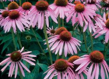 کاشت سرخارگل (Coneflower یا Echinacea) 