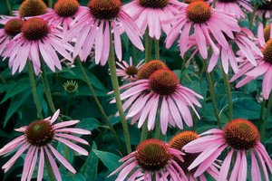 کاشت سرخارگل (Coneflower یا Echinacea) 