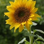 چگونگی کاشت گل آفتابگردان(Sunflower)