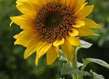چگونگی کاشت گل آفتابگردان(Sunflower)