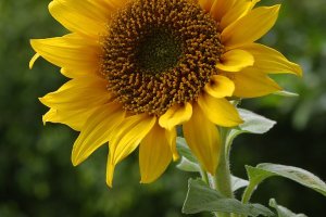 چگونگی کاشت گل آفتابگردان(Sunflower)