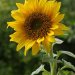چگونگی کاشت گل آفتابگردان(Sunflower)