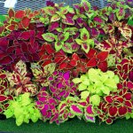 کاشت گل حسن یوسف(Coleus) با قلمه