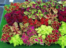 کاشت گل حسن یوسف(Coleus) با قلمه