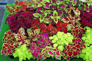 کاشت گل حسن یوسف(Coleus) با قلمه