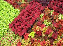 چگونگی کاشت گل حسن یوسف(Coleus) با دانه