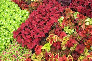 چگونگی کاشت گل حسن یوسف(Coleus) با دانه