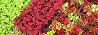 چگونگی کاشت گل حسن یوسف(Coleus) با دانه