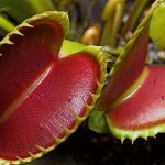 کاشت و پرورش ونوس حشره خوار با پیاز و بذر (Venus Flytrap)