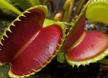 کاشت و پرورش ونوس حشره خوار با پیاز و بذر (Venus Flytrap)