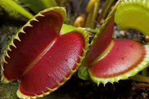 کاشت و پرورش ونوس حشره خوار با پیاز و بذر (Venus Flytrap)