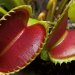 کاشت و پرورش ونوس حشره خوار با پیاز و بذر (Venus Flytrap)