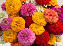 کاشت گل آهار (Zinnias)