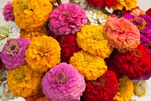 کاشت گل آهار (Zinnias)