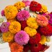 کاشت گل آهار (Zinnias)