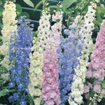 کاشت گل زبان در قفا-زبان پس قفا(Delphinium) 