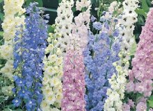 کاشت گل زبان در قفا-زبان پس قفا(Delphinium) 